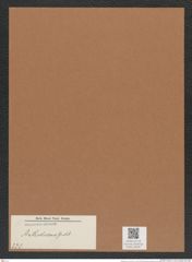Anthodiscus sp. (de-Toni-Nr.: Genus 230) Zeichnungen Sammlung Grunow Mappe 05387 (Herbarium_W_Grunow_drawings_Folder_05387)